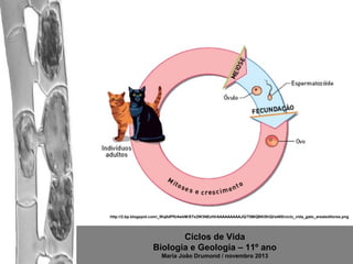 http://2.bp.blogspot.com/_Wq0dPfU4wkM/STx2W3NEzHI/AAAAAAAAAJQ/T5MQBKI5hQI/s400/ciclo_vida_gato_arealeditores.png

Ciclos de Vida
Biologia e Geologia – 11º ano
Maria João Drumond / novembro 2013

 