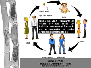 CICLO DE VIDA - Conjunto de
etapas por que passa um
indivíduo desde a sua formação
até à conceção de outro
organismo semelhante a si

Ciclos de Vida
Biologia e Geologia – 11º ano
Maria João Drumond / novembro 2013

 