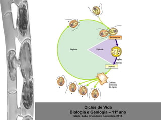 Ciclos de Vida
Biologia e Geologia – 11º ano
Maria João Drumond / novembro 2013

 