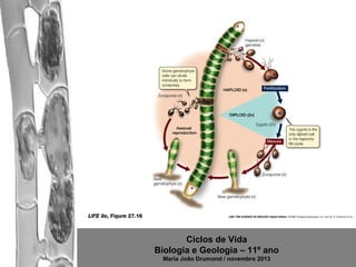 Ciclos de Vida
Biologia e Geologia – 11º ano
Maria João Drumond / novembro 2013

 