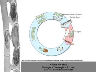 https://encrypted-tbn0.gstatic.com/images?q=tbn:ANd9GcR3-giOl8N5FIMLs4ESMJ-CngH9vCXGSTiZsu0aXhtDffXna3HO

Ciclos de Vida
Biologia e Geologia – 11º ano
Maria João Drumond / novembro 2013

 