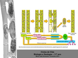 http://recursostic.educacion.es/ciencias/biosfera/web/alumno/1bachillerato/reino_vegetal/imagenes/ciclo_haplonte.gif

Ciclos de Vida
Biologia e Geologia – 11º ano
Maria João Drumond / novembro 2013

 