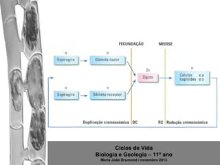 Ciclos de Vida
Biologia e Geologia – 11º ano
Maria João Drumond / novembro 2013

 