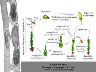 Ciclos de Vida
Biologia e Geologia – 11º ano
Maria João Drumond / novembro 2013

 