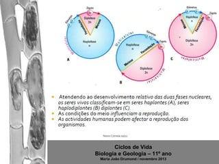 Ciclos de Vida
Biologia e Geologia – 11º ano
Maria João Drumond / novembro 2013

 