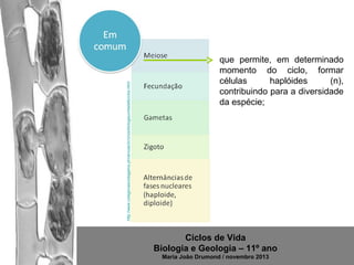 http://www.colegiovascodagama.pt/ciencias3c/onze/biologiaunidade6ciclos.html

que permite, em determinado
momento do ciclo, formar
células
haplóides
(n),
contribuindo para a diversidade
da espécie;

Ciclos de Vida
Biologia e Geologia – 11º ano
Maria João Drumond / novembro 2013

 