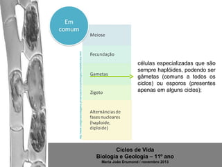 http://www.colegiovascodagama.pt/ciencias3c/onze/biologiaunidade6ciclos.html

células especializadas que são
sempre haplóides, podendo ser
gâmetas (comuns a todos os
ciclos) ou esporos (presentes
apenas em alguns ciclos);

Ciclos de Vida
Biologia e Geologia – 11º ano
Maria João Drumond / novembro 2013

 