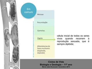 http://www.colegiovascodagama.pt/ciencias3c/onze/biologiaunidade6ciclos.html

célula inicial de todos os seres
vivos quando recorrem à
reprodução sexuada, que é
sempre diplóide;

Ciclos de Vida
Biologia e Geologia – 11º ano
Maria João Drumond / novembro 2013

 