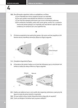 3.2. Das afirmações seguintes,indica as verdadeiras e as falsas.
a) O ar inspirado tem menos oxigénio do que o ar expirado.
b) O ar que contém mais dióxido de carbono é o ar expirado.
c) É ao nível dos alvéolos pulmonares que ocorre a hematose pulmonar.
d) Em ambientes fechados, onde está muita gente, verifica-se o embacia-
mento das janelas porque o ar inspirado está saturado de vapor de água e
condensa,em contacto com uma superfície fria.
III
1. O sistema respiratório da maioria dos peixes e de outros animais aquáticos é di-
ferente da dos mamíferos terrestres.Observa a figura seguinte.
1.1. Completa a legenda da figura.
2. A hematose dos peixes realiza-se ao nível das brânquias, que se encontram em
ambos os lados da cabeça.Observa a figura seguinte.
2.1. Explica, por palavras tuas e com auxílio dos esquemas anteriores, o percurso da
água no corpo do peixe durante a respiração.
2.2. Por que razão se deve mudar,frequentemente,a água de um aquário?
2.3. Como se designa a hematose que os peixes realizam?
62
TESTES DE AVALIAÇÃO CIÊNCIAS DA NATUREZA 6 | CADERNO DE APOIO AO PROFESSOR
4
Câmara branquial
2
1
3
B
A
Brânquia Opérculo
5.
6.
 