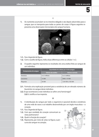 I
1. Os nutrientes acumulam-se no intestino delgado e são depois absorvidos para o
sangue, que os transporta para todas as partes do corpo. A figura seguinte re-
presenta uma observação microscópica do sangue humano.
1.1. Faz a legenda da figura.
1.2. Com o auxílio da figura,indica duas diferenças entre as células 1 e 2.
2. O quadro seguinte representa os resultados de uma análise feita ao sangue de
um indivíduo.
2.1. Formula uma explicação provável para a existência de um elevado número de
leucócitos no sangue deste indivíduo.
2.2. O que acontecerá a este indivíduo se sofrer uma hemorragia?
2.2.1. Justifica a tua resposta.
II
1. A distribuição do sangue por todo o organismo é possível devido à existência
de uma rede de vasos e ao trabalho desenvolvido por um órgão musculoso – o
coração.
1.1. Faz a legenda da figura.
1.2. Com que cavidade do coração comunicam as
veias pulmonares?
1.3. Qual é a função do coração?
1.4. Representa, por meio de setas na figura, o per-
curso do sangue no coração.
Componentes do sangue
Quantidade de células por ml de sangue
Valores da análise Valores normais
Hemácias 4 a 5 milhões 4 a 5 milhões
Leucócitos 15 000 5000 a 10 000
Plaquetas 50 000 1250 000 a 350 000
63
TESTES DE AVALIAÇÃO
CIÊNCIAS DA NATUREZA 6 | CADERNO DE APOIO AO PROFESSOR
5
8
1
2
7
3
4
5
6
9
1
3
4
2
2.
1.
 