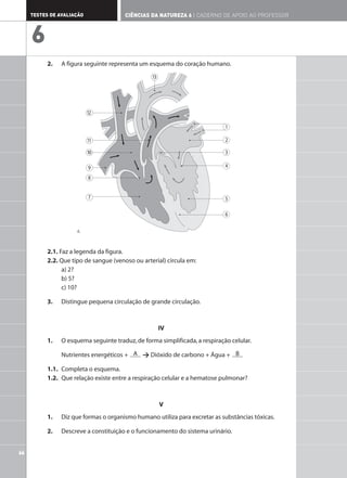 2. A figura seguinte representa um esquema do coração humano.
2.1. Faz a legenda da figura.
2.2. Que tipo de sangue (venoso ou arterial) circula em:
a) 2?
b) 5?
c) 10?
3. Distingue pequena circulação de grande circulação.
IV
1. O esquema seguinte traduz,de forma simplificada,a respiração celular.
Nutrientes energéticos + > Dióxido de carbono + Água +
1.1. Completa o esquema.
1.2. Que relação existe entre a respiração celular e a hematose pulmonar?
V
1. Diz que formas o organismo humano utiliza para excretar as substâncias tóxicas.
2. Descreve a constituição e o funcionamento do sistema urinário.
B
A
13
12
11
10
9
8
7
1
2
3
4
5
6
66
TESTES DE AVALIAÇÃO CIÊNCIAS DA NATUREZA 6 | CADERNO DE APOIO AO PROFESSOR
6
4.
 