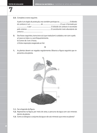 2.3. Completa o texto seguinte.
A pele é um órgão de protecção,mas também participa na .O dióxido
de carbono é um de . O suor é formado por
e por . O dióxido de carbono é excretado
pelo sistema . O constituinte mais abundante da
urina é a .
3. Das frases seguintes,transcreve a(s) que traduz(em) cuidados a ter com a pele.
a) Lavar as mãos e a cara frequentemente.
b) Comer de 3 em 3 horas.
c) Evitar exposição exagerada ao Sol.
II
1. As plantas devem ser regadas regularmente. Observa a figura seguinte que re-
presenta uma planta.
1.1. Faz a legenda da figura.
1.2. Representa na figura, por meio de setas, o percurso da água com sais minerais
dentro da planta.
1.3. Como se designa o conjunto da água e de sais minerais que entra na planta?
1
2
3
68
TESTES DE AVALIAÇÃO CIÊNCIAS DA NATUREZA 6 | CADERNO DE APOIO AO PROFESSOR
7
3.
 