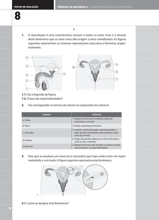 I
1. A reprodução é uma característica comum a todos os seres vivos e é através
deste fenómeno que os seres vivos dão origem a seres semelhantes. As figuras
seguintes representam os sistemas reprodutores masculino e feminino, respec-
tivamente.
1.1. Faz a legenda da figura.
1.2. O que são espermatozóides?
2. Faz corresponder os termos da coluna I às expressões da coluna II.
3. Para que se produza um novo ser é necessário que haja união entre um esper-
matozóide e um óvulo.A figura seguinte representa esse fenómeno.
3.1. Como se designa este fenómeno?
Coluna I Coluna II
A. Óvulo
1.Órgãos em forma de amêndoa onde são
produzidos os óvulos
B. Útero 2. Célula reprodutora feminina
C.Testículos
3.Líquido constituído pelos espermatozóides e
pelos líquidos produzidos pela próstata e pela
vesícula seminal
D. Ovários
4.Órgão de paredes elásticas, em forma de pêra e
onde se fixa o embrião
E. Esperma
5.Órgãos de forma oval, situados na bolsa escrotal
que produzem os espermatozóides
4
5
6
2
1
3
10
9
8
7
70
TESTES DE AVALIAÇÃO CIÊNCIAS DA NATUREZA 6 | CADERNO DE APOIO AO PROFESSOR
8
1.
2.
 