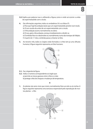 3.2. Explica, por palavras tuas e utilizando a figura, como e onde vai ocorrer a união
do espermatozóide com o óvulo.
4. Das afirmações seguintes,indica as verdadeiras (V) e as falsas (F).
a) Para que haja fecundação,basta que um espermatozóide penetre num óvulo.
b) O ovo resulta da união de um espermatozóide com o óvulo.
c) A fecundação ocorre,normalmente,no útero.
d) O ovo,após a fecundação,começa imediatamente a dividir-se.
e) O embrião fixa-se e desenvolve-se,normalmente,numa das trompas de Falópio.
f) A partir do 1.º mês,o embrião passa a chamar-se feto.
5. Ao terceiro mês, todos os órgãos estão formados e o feto tem já uma silhueta
humana.A figura seguinte representa um feto humano.
5.1. Faz a legenda da figura.
5.2. Indica o número correspondente ao órgão que:
a) permite as trocas gasosas entre o feto e a mãe;
b) protege o feto de choques e mudanças de temperatura.
II
1. As plantas são seres vivos que vivem,normalmente,fixos ao solo ou às rochas.A
figura seguinte representa uma estrutura responsável pela reprodução de mui-
tas plantas – a flor.
1
2
4
6
3
5
1
3
4
2
71
TESTES DE AVALIAÇÃO
CIÊNCIAS DA NATUREZA 6 | CADERNO DE APOIO AO PROFESSOR
8
3.
4.
 