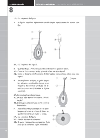 1.1. Faz a legenda da figura.
2. As figuras seguintes representam os dois órgãos reprodutores das plantas com
flor.
2.1. Faz a legenda das figuras.
3. Quando chega a Primavera,as anteras libertam os grãos de pólen.
3.1. Como se faz o transporte dos grãos de pólen até ao estigma?
3.2. Como se designa este fenómeno de libertação e transporte do pólen para o es-
tigma?
4. Ao atingirem o estigma, os grãos de pó-
len aderem a um líquido viscoso e co-
meçam a desenvolver um tubo em di-
recção ao óvulo (observa a figura
seguinte).
4.1. Completa a legenda da figura.
4.2. Em que local da flor vai ocorrer a fecun-
dação?
4.3. Explica, por palavras tuas, como ocorre a
fecundação.
1
4
5
2
3 6
5.1. Faz a legenda da figura.
5.2. De que resultam as sementes?
5.3. O que é necessário acontecer ao fruto
para que as sementes sejam libertadas?
72
TESTES DE AVALIAÇÃO CIÊNCIAS DA NATUREZA 6 | CADERNO DE APOIO AO PROFESSOR
8
1 Estigma
2
3
2
1
5.
6.
5. Após a fecundação, as sépalas e as péta-
las caem e forma-se o fruto. A figura se-
guinte representa um fruto – a cereja.
7.
 