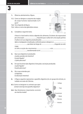 1. Observa,atentamente,a figura.
1.1. Como se designa o conjunto dos órgãos
do corpo humano representado na fi-
gura?
1.2. Faz a legenda da figura.
1.3. Indica o nome das glândulas anexas.
2. Completa o seguinte texto.
A boca é o local onde se inicia a digestão dos alimentos. Os dentes são responsáveis
por uma acção ,enquanto que a saliva tem uma acção química.
A saliva é um suco digestivo produzido pelas .
Após a mastigação e ensalivação,o alimento passa a designar-se
, que desce ao longo do , chegando ao estô-
mago.
Aí sofre a acção dos movimentos e do
,transformando-se em .
3. Que suco digestivo é produzido:
a) pelas paredes do intestino?
b) pelo fígado?
c) pelo pâncreas?
4. Em que local do tubo digestivo é lançada a secreção produzida:
a) pelo fígado?
b) pelo pâncreas?
5. Diz o que entendes por:
a) digestão;
b) absorção intestinal.
6. A figura seguinte representa o aparelho digestivo de um grupo de animais, es-
tudado nas aulas de Ciências.
6.1. Como se designam os animais que apre-
sentam este tipo de aparelho digestivo?
6.2. Que fenómenos importantes ocorrem
ao nível da moela?
58
TESTES DE AVALIAÇÃO CIÊNCIAS DA NATUREZA 6 | CADERNO DE APOIO AO PROFESSOR
3
A
C
E
G
J
B
D
F
H
I
Esófago
Fígado
Pâncreas
Intestino
Papo
Proventrículo
Moela
1.
2.
 