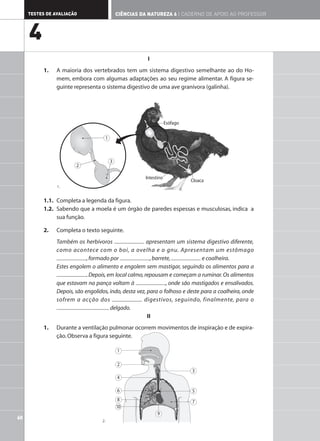 60
TESTES DE AVALIAÇÃO CIÊNCIAS DA NATUREZA 6 | CADERNO DE APOIO AO PROFESSOR
4
I
1. A maioria dos vertebrados tem um sistema digestivo semelhante ao do Ho-
mem, embora com algumas adaptações ao seu regime alimentar. A figura se-
guinte representa o sistema digestivo de uma ave granívora (galinha).
1.1. Completa a legenda da figura.
1.2. Sabendo que a moela é um órgão de paredes espessas e musculosas, indica a
sua função.
2. Completa o texto seguinte.
Também os herbívoros apresentam um sistema digestivo diferente,
como acontece com o boi, a ovelha e o gnu. Apresentam um estômago
,formado por ,barrete, e coalheira.
Estes engolem o alimento e engolem sem mastigar, seguindo os alimentos para a
.Depois,em local calmo,repousam e começam a ruminar.Os alimentos
que estavam na pança voltam à , onde são mastigados e ensalivados.
Depois, são engolidos, indo, desta vez, para o folhoso e deste para a coalheira, onde
sofrem a acção dos digestivos, seguindo, finalmente, para o
delgado.
II
1. Durante a ventilação pulmonar ocorrem movimentos de inspiração e de expira-
ção.Observa a figura seguinte.
1
2
3
Esófago
Intestino
Cloaca
3
1
2
4
6
8
10
5
7
9
1.
2.
 