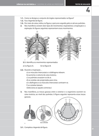 1.1. Como se designa o conjunto de órgãos representados na figura?
1.2. Faz a legenda da figura.
1.3. Por meio de setas,indica,na figura,o percurso seguido pelo ar até aos pulmões.
2. Nos mamíferos existem dois tipos de movimentos respiratórios: a inspiração e a
expiração.As figuras seguintes representam esses movimentos.
2.1. Identifica os movimentos representados:
a) na figura A; b) na figura B.
2.2. Durante a inspiração…
a) os músculos intercostais e o diafragma relaxam.
b) aumenta o volume da caixa torácica.
c) os pulmões esvaziam-se de ar.
d) as costelas são projectadas para cima.
e) o diafragma e os músculos intercostais contraem-se.
f) as costelas baixam.
(Selecciona as opções correctas.)
3. Nos mamíferos, as trocas gasosas entre o exterior e o organismo ocorrem na
caixa torácica, ao nível dos pulmões. A figura seguinte representa essas trocas
gasosas.
3.1. Completa a legenda da figura.
61
TESTES DE AVALIAÇÃO
CIÊNCIAS DA NATUREZA 6 | CADERNO DE APOIO AO PROFESSOR
4
A B
1 2
3
4
Pulmão
Saco alveolar
3.
4.
 