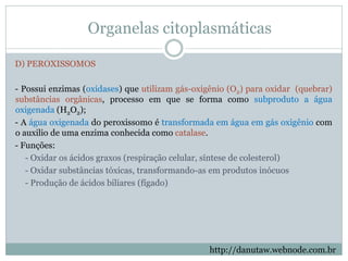 Organelas citoplasmáticas
D) PEROXISSOMOS
- Possui enzimas (oxidases) que utilizam gás-oxigênio (O2) para oxidar (quebrar)
substâncias orgânicas, processo em que se forma como subproduto a água
oxigenada (H2O2);
- A água oxigenada do peroxissomo é transformada em água em gás oxigênio com
o auxilio de uma enzima conhecida como catalase.
- Funções:
- Oxidar os ácidos graxos (respiração celular, síntese de colesterol)
- Oxidar substâncias tóxicas, transformando-as em produtos inócuos
- Produção de ácidos biliares (fígado)
http://danutaw.webnode.com.br
 