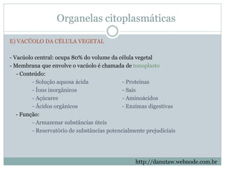 Organelas citoplasmáticas
E) VACÚOLO DA CÉLULA VEGETAL
- Vacúolo central: ocupa 80% do volume da célula vegetal
- Membrana que envolve o vacúolo é chamada de tonoplasto
- Conteúdo:
- Solução aquosa ácida - Proteínas
- Íons inorgânicos - Sais
- Açúcares - Aminoácidos
- Ácidos orgânicos - Enzimas digestivas
- Função:
- Armazenar substâncias úteis
- Reservatório de substâncias potencialmente prejudiciais
http://danutaw.webnode.com.br
 