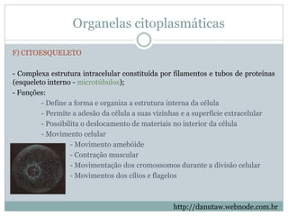 Organelas citoplasmáticas
F) CITOESQUELETO
- Complexa estrutura intracelular constituída por filamentos e tubos de proteínas
(esqueleto interno - microtúbulos);
- Funções:
- Define a forma e organiza a estrutura interna da célula
- Permite a adesão da célula a suas vizinhas e a superfície extracelular
- Possibilita o deslocamento de materiais no interior da célula
- Movimento celular
- Movimento amebóide
- Contração muscular
- Movimentação dos cromossomos durante a divisão celular
- Movimentos dos cílios e flagelos
http://danutaw.webnode.com.br
 