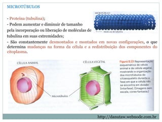 http://danutaw.webnode.com.br
MICROTÚBULOS
- Proteína (tubulina);
- Podem aumentar e diminuir de tamanho
pela incorporação ou liberação de moléculas de
tubulina em suas extremidades;
- São constantemente desmontados e montados em novas configurações, o que
determina mudanças na forma da célula e a redistribuição dos componentes do
citoplasma.
 