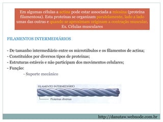 Em algumas células a actina pode estar associada a miosina (proteína
filamentosa). Esta proteínas se organizam paralelamente, lado a lado
umas das outras e quando se aproximam originam a contração muscular.
Ex. Células musculares
FILAMENTOS INTERMEDIÁRIOS
- De tamanho intermediário entre os microtúbulos e os filamentos de actina;
- Constituídos por diversos tipos de proteínas;
- Estruturas estáveis e não participam dos movimentos celulares;
- Função:
- Suporte mecânico
http://danutaw.webnode.com.br
 