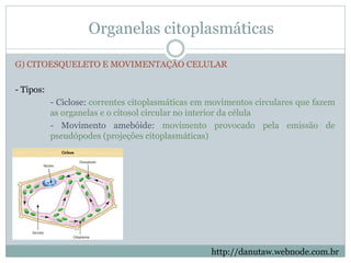 Organelas citoplasmáticas
G) CITOESQUELETO E MOVIMENTAÇÃO CELULAR
- Tipos:
- Ciclose: correntes citoplasmáticas em movimentos circulares que fazem
as organelas e o citosol circular no interior da célula
- Movimento amebóide: movimento provocado pela emissão de
pseudópodes (projeções citoplasmáticas)
http://danutaw.webnode.com.br
 