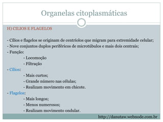 Organelas citoplasmáticas
H) CILIOS E FLAGELOS
- Cílios e flagelos se originam de centríolos que migram para extremidade celular;
- Nove conjuntos duplos periféricos de microtúbulos e mais dois centrais;
- Função:
- Locomoção
- Filtração
- Cílios:
- Mais curtos;
- Grande número nas células;
- Realizam movimento em chicote.
- Flagelos:
- Mais longos;
- Menos numerosos;
- Realizam movimento ondular.
http://danutaw.webnode.com.br
 