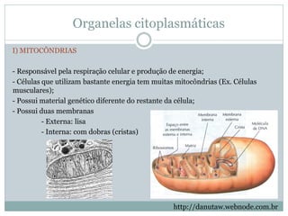 Organelas citoplasmáticas
I) MITOCÔNDRIAS
- Responsável pela respiração celular e produção de energia;
- Células que utilizam bastante energia tem muitas mitocôndrias (Ex. Células
musculares);
- Possui material genético diferente do restante da célula;
- Possui duas membranas
- Externa: lisa
- Interna: com dobras (cristas)
http://danutaw.webnode.com.br
 
