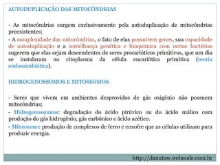 AUTODUPLICAÇÃO DAS MITOCÔNDRIAS
- As mitocôndrias surgem exclusivamente pela autoduplicação de mitocôndrias
preexistentes;
- A complexidade das mitocôndrias, o fato de elas possuírem genes, sua capacidade
de autoduplicação e a semelhança genética e bioquímica com certas bactérias
sugerem que elas sejam descendentes de seres procarióticos primitivos, que um dia
se instalaram no citoplasma da célula eucariótica primitiva (teoria
endossimbiótica).
HIDROGENOSSOMOS E MITOSSOMOS
- Seres que vivem em ambientes desprovidos de gás oxigênio não possuem
mitocôndrias;
- Hidrogenossomos: degradação do ácido pirúvico ou do ácido málico com
produção do gás hidrogênio, gás carbônico e ácido acético.
- Mitossomo: produção de complexos de ferro e enxofre que as células utilizam para
produzir energia.
http://danutaw.webnode.com.br
 