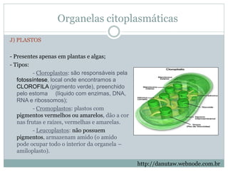 Organelas citoplasmáticas
J) PLASTOS
- Presentes apenas em plantas e algas;
- Tipos:
- Cloroplastos: são responsáveis pela
fotossíntese, local onde encontramos a
CLOROFILA (pigmento verde), preenchido
pelo estoma (líquido com enzimas, DNA,
RNA e ribossomos);
- Cromoplastos: plastos com
pigmentos vermelhos ou amarelos, dão a cor
nas frutas e raízes, vermelhas e amarelas.
- Leucoplastos: não possuem
pigmentos, armazenam amido (o amido
pode ocupar todo o interior da organela –
amiloplasto).
http://danutaw.webnode.com.br
 