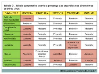 ORGANELA MONERA PROTISTA FUNGOS VEGETAIS ANIMAIS
Retículo
endoplasmático
Ausente Presente Presente Presente Presente
Ribossomo Presente Presente Presente Presente Presente
Complexo de
Golgi
Ausente Presente Presente Presente Presente
Lisossomo Ausente Presente Presente Presente Presente
Mitocôndria Ausente Presente Presente Presente Presente
Centríolo Ausente Presente Presente
Ausente nos
vegetais
superiores
Presente
Plastos Ausentes
Presentes em
algumas
formas
Ausentes Presente Ausentes
Vacúolo Ausente Presente Ausente Presente Ausente
Peroxissomo Ausente Presente Presente Ausente Presente
http://danutaw.webnode.com.br
Tabela 01. Tabela comparativa quanto a presença das organelas nos cinco reinos
de seres vivos.
 