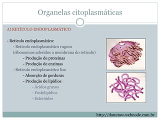 Organelas citoplasmáticas
http://danutaw.webnode.com.br
A) RETÍCULO ENDOPLASMÁTICO
- Reticulo endoplasmático:
- Retículo endoplasmático rugoso
(ribossomos aderidos a membrana do retículo)
- Produção de proteínas
- Produção de enzimas
- Retículo endoplasmático liso
- Absorção de gorduras
- Produção de lipídios
- Ácidos graxos
- Fosfolipídios
- Esteróides
 
