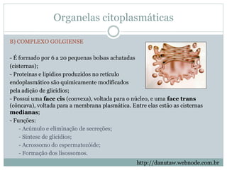 Organelas citoplasmáticas
http://danutaw.webnode.com.br
B) COMPLEXO GOLGIENSE
- É formado por 6 a 20 pequenas bolsas achatadas
(cisternas);
- Proteínas e lipídios produzidos no retículo
endoplasmático são quimicamente modificados
pela adição de glicídios;
- Possui uma face cis (convexa), voltada para o núcleo, e uma face trans
(côncava), voltada para a membrana plasmática. Entre elas estão as cisternas
medianas;
- Funções:
- Acúmulo e eliminação de secreções;
- Síntese de glicídios;
- Acrossomo do espermatozóide;
- Formação dos lisossomos.
 