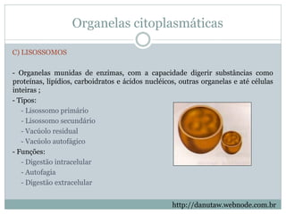 Organelas citoplasmáticas
C) LISOSSOMOS
- Organelas munidas de enzimas, com a capacidade digerir substâncias como
proteínas, lipídios, carboidratos e ácidos nucléicos, outras organelas e até células
inteiras ;
- Tipos:
- Lisossomo primário
- Lisossomo secundário
- Vacúolo residual
- Vacúolo autofágico
- Funções:
- Digestão intracelular
- Autofagia
- Digestão extracelular
http://danutaw.webnode.com.br
 