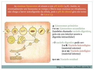 4: Lisossomos primários
7 e 11: Lisossomos secundários
(também chamado vacúolo digestivo,
pois em seu interior ocorre a
digestão intracelular)
- O vacúolo digestivo pode ser:
7 e 8: Vacúolo heterofágico
(material externo)
11 e 12: Vacúolo autofágico
(material interno)
9 e 10: Vacúolo residual
As enzimas lisossomos só atuam a um pH ácido (4,8). Assim, se
eventualmente um lisossomo se rompe e libera suas enzimas no citoplasma,
não chega a haver autodigestão da célula, pois o pH do citosol gira em torno
de 7,0 a 7,3.
http://danutaw.webnode.com.br
 
