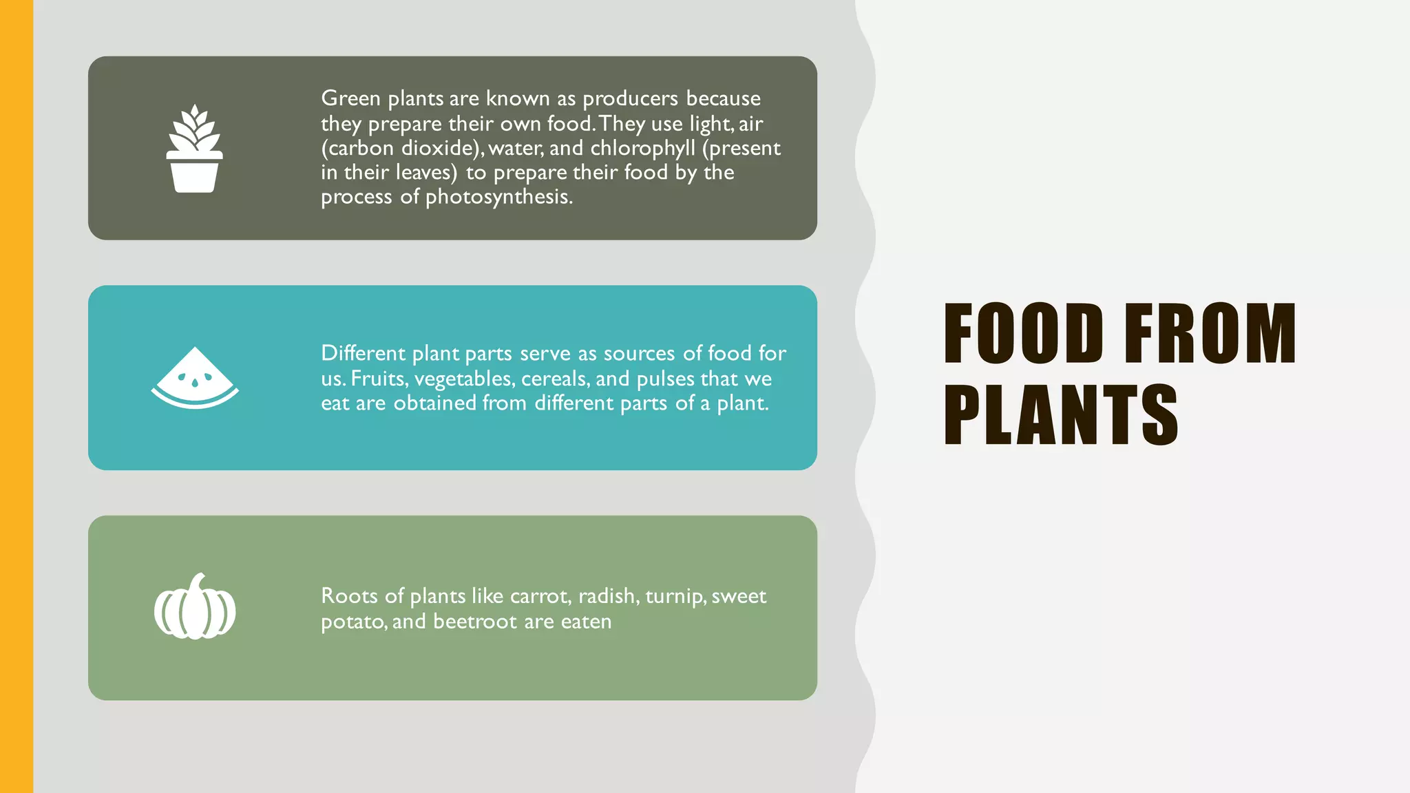 FOOD FROM
PLANTS
Green plants are known as producers because
they prepare their own food.They use light, air
(carbon dioxide),water, and chlorophyll (present
in their leaves) to prepare their food by the
process of photosynthesis.
Different plant parts serve as sources of food for
us. Fruits, vegetables, cereals, and pulses that we
eat are obtained from different parts of a plant.
Roots of plants like carrot, radish, turnip, sweet
potato, and beetroot are eaten
 