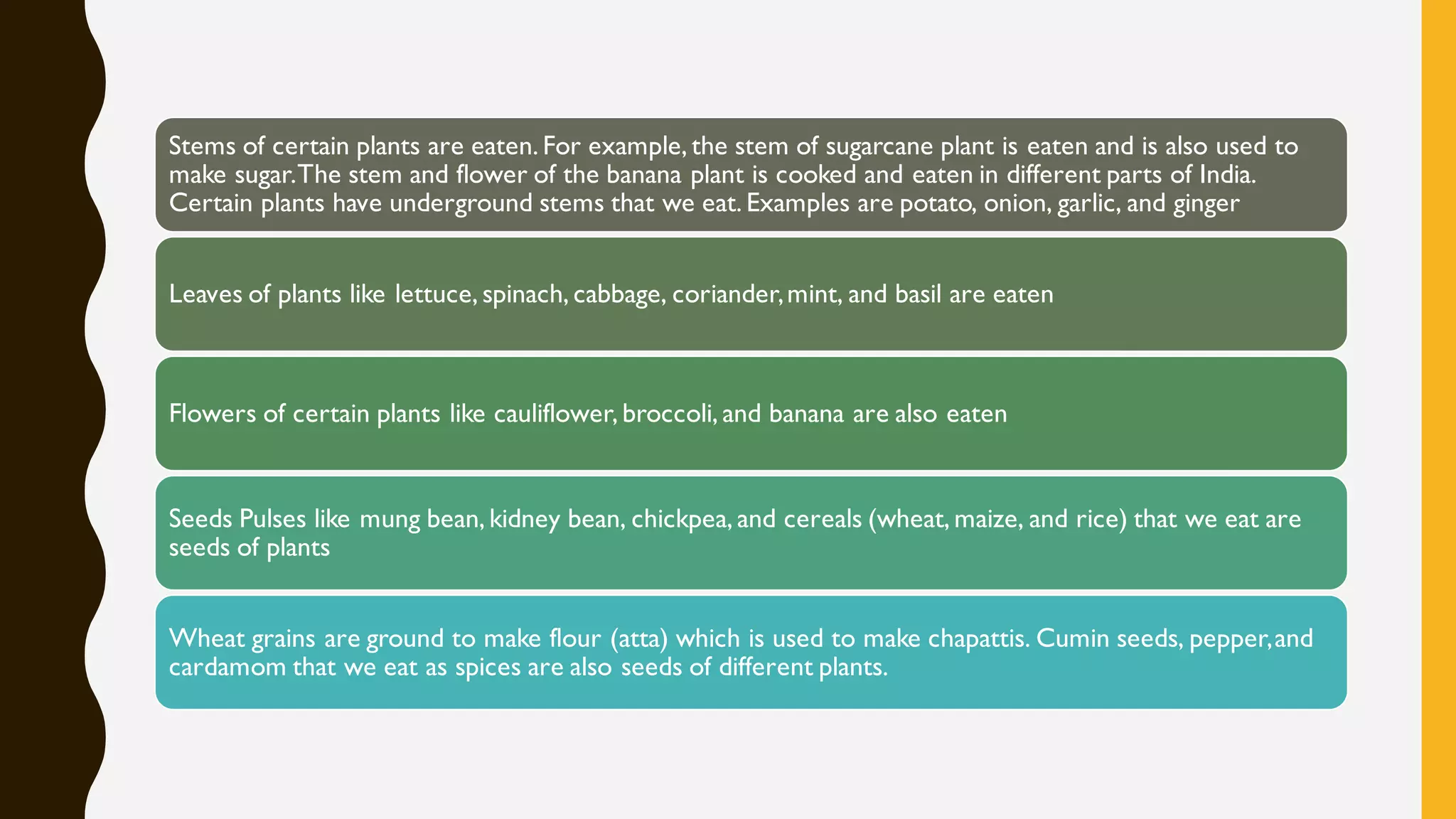 Stems of certain plants are eaten. For example, the stem of sugarcane plant is eaten and is also used to
make sugar.The stem and flower of the banana plant is cooked and eaten in different parts of India.
Certain plants have underground stems that we eat. Examples are potato, onion, garlic, and ginger
Leaves of plants like lettuce, spinach, cabbage, coriander,mint, and basil are eaten
Flowers of certain plants like cauliflower, broccoli, and banana are also eaten
Seeds Pulses like mung bean, kidney bean, chickpea, and cereals (wheat, maize, and rice) that we eat are
seeds of plants
Wheat grains are ground to make flour (atta) which is used to make chapattis. Cumin seeds, pepper,and
cardamom that we eat as spices are also seeds of different plants.
 