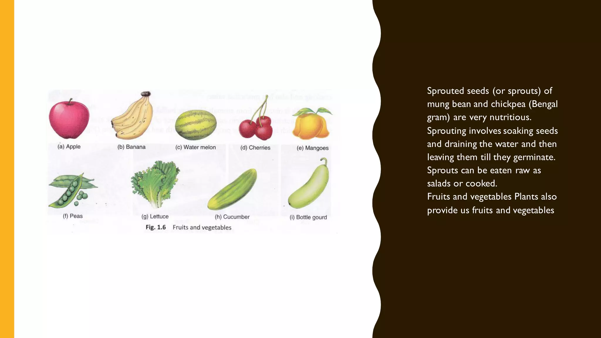 • Sprouted seeds (or sprouts) of
mung bean and chickpea (Bengal
gram) are very nutritious.
Sprouting involves soaking seeds
and draining the water and then
leaving them till they germinate.
Sprouts can be eaten raw as
salads or cooked.
Fruits and vegetables Plants also
provide us fruits and vegetables
 