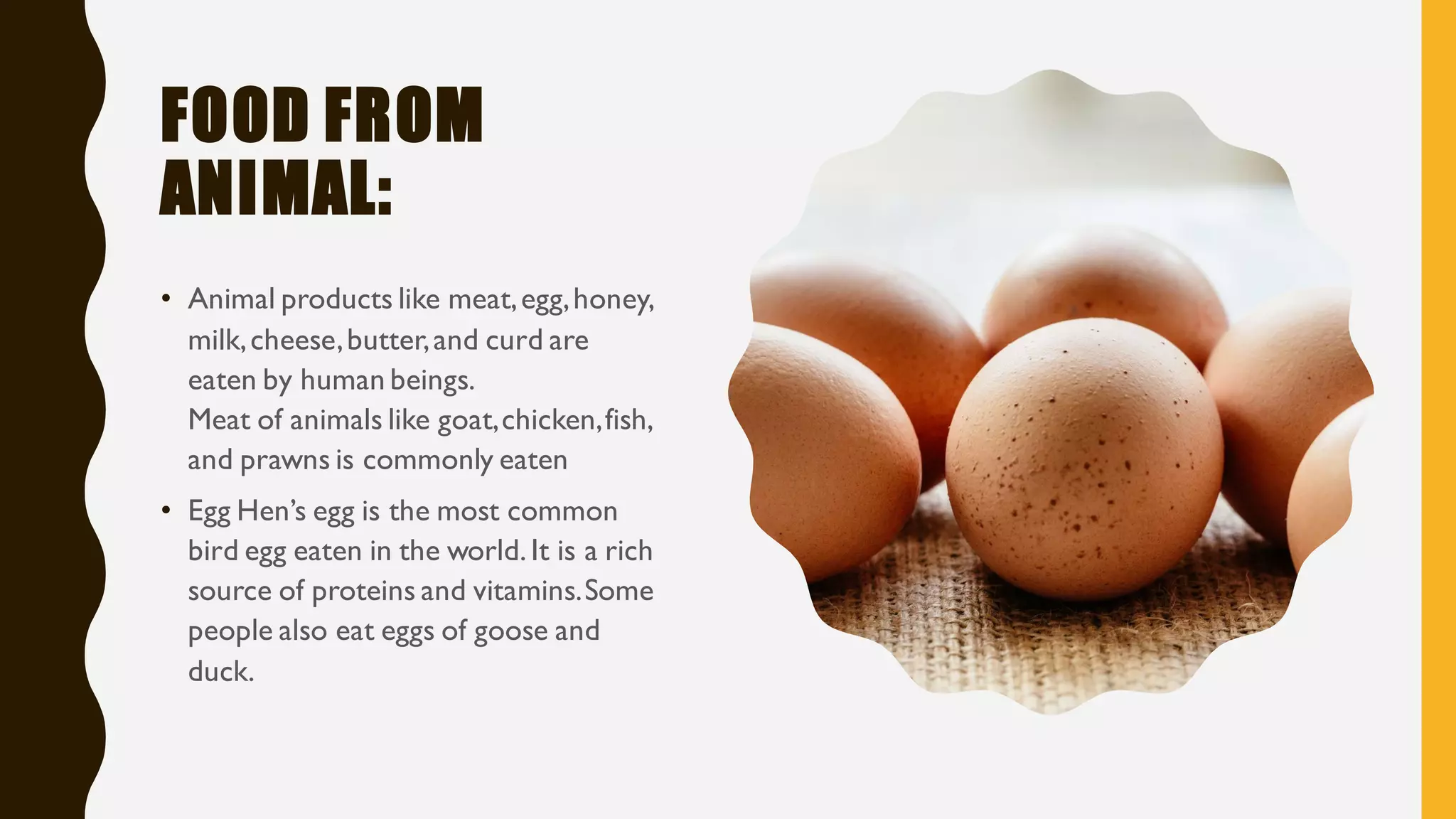 FOOD FROM
ANIMAL:
• Animal products like meat,egg,honey,
milk,cheese,butter,and curd are
eaten by human beings.
Meat of animals like goat,chicken,fish,
and prawns is commonly eaten
• Egg Hen’s egg is the most common
bird egg eaten in the world. It is a rich
source of proteins and vitamins.Some
people also eat eggs of goose and
duck.
 