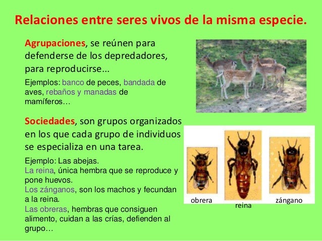 Relaciones entre seres vivos de la misma especie. Agrupaciones, se reúnen para defenderse de los depredadores, para reprod...