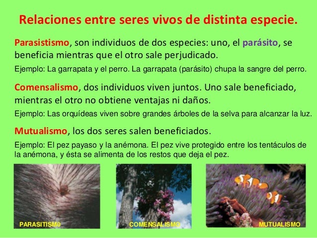 Relaciones entre seres vivos de distinta especie.Parasistismo, son individuos de dos especies: uno, el parásito, sebenefic...