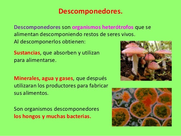 Descomponedores.Descomponedores son organismos heterótrofos que sealimentan descomponiendo restos de seres vivos.Al descom...