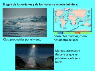 El agua de los océanos y de los mares se mueve debido a:




                                     Corrientes marinas, como
Olas, producidas por el viento       ríos dentro del mar


                                       Mareas, ascensos y
                                       descensos que se
                                       producen cada seis
                                       horas
 