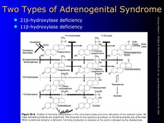Two Types of Adrenogenital Syndrome 21  -hydroxylase deficiency 11  -hydroxylase deficiency Ganong, William F.  REVIEW OF MEDICAL PHYSIOLOGY 22 nd  ed.  Lange Medical Books/McGraw-Hill, 2005 