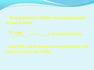 • Most eukaryotic mRNAs are polyadenylated
at their 3’ ends.
• oligo (dT) can be bound to the poly(A) tail and
used to recover the mRNA.
3’-AAAAAAAAAAn5’- cap
 