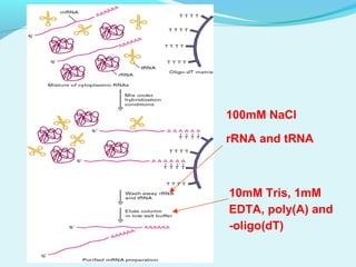 100mM NaCl
rRNA and tRNA
10mM Tris, 1mM
EDTA, poly(A) and
-oligo(dT)
 