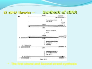I2 cDNA libraries —I2 cDNA libraries — Synthesis of cDNASynthesis of cDNA
• The first strand and Second strand synthesis
 