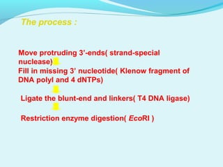 The process :
Move protruding 3’-ends( strand-special
nuclease)
Fill in missing 3’ nucleotide( Klenow fragment of
DNA polyI and 4 dNTPs)
Ligate the blunt-end and linkers( T4 DNA ligase)
Restriction enzyme digestion( EcoRI )
 
